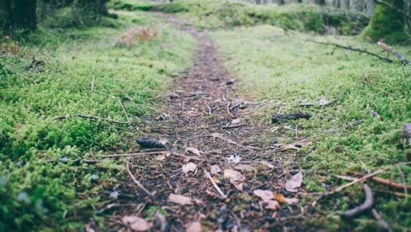 Best AI Video Generator Tools 2026 picsum id: 216